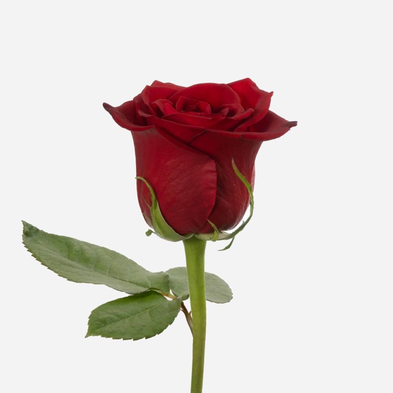 κόκκινα τριαντάφυλλα για αποστολή από τα ανθοπωλεία μας