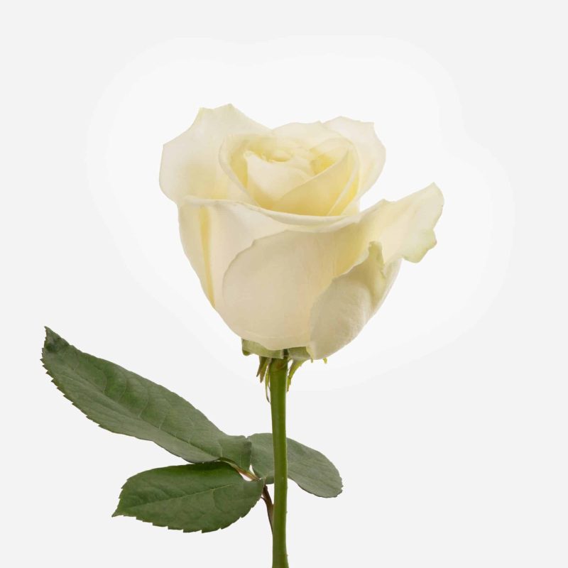 λευκό τριαντάφυλλο για αγορά