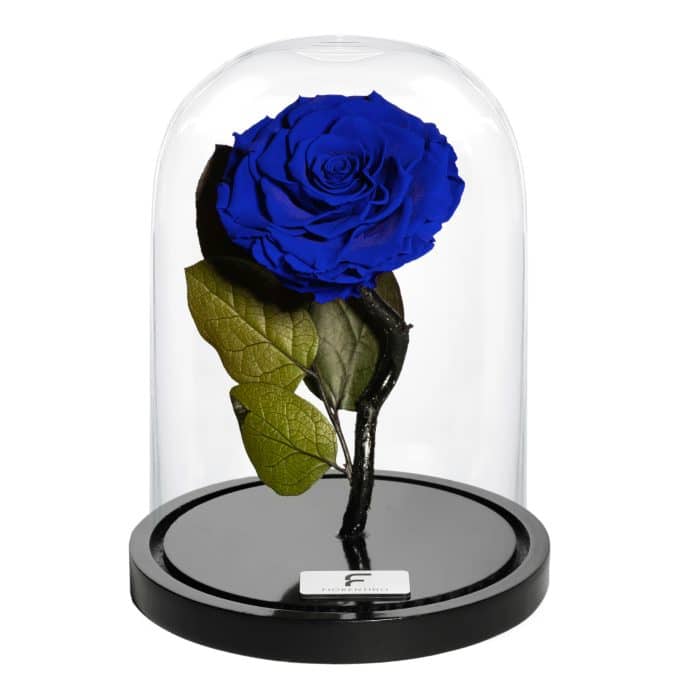 BELLE'S SECRET - ROYAL BLUE M