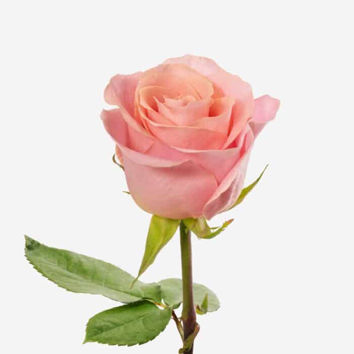 τριαντάφυλλο ροζ για αγορά