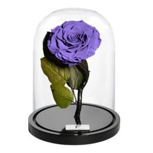 eternity rose σε γυάλινο θόλο