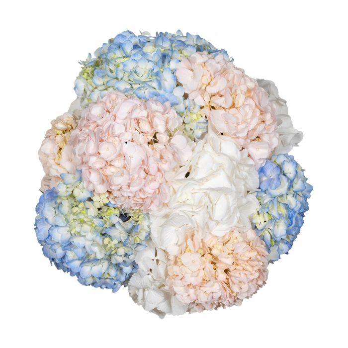 bouquet with pink blue white hydrangeas